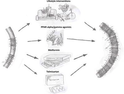 Examining the Potential of Developing and Implementing Use of Adiponectin-Targeted Therapeutics for Metabolic and Cardiovascular Diseases